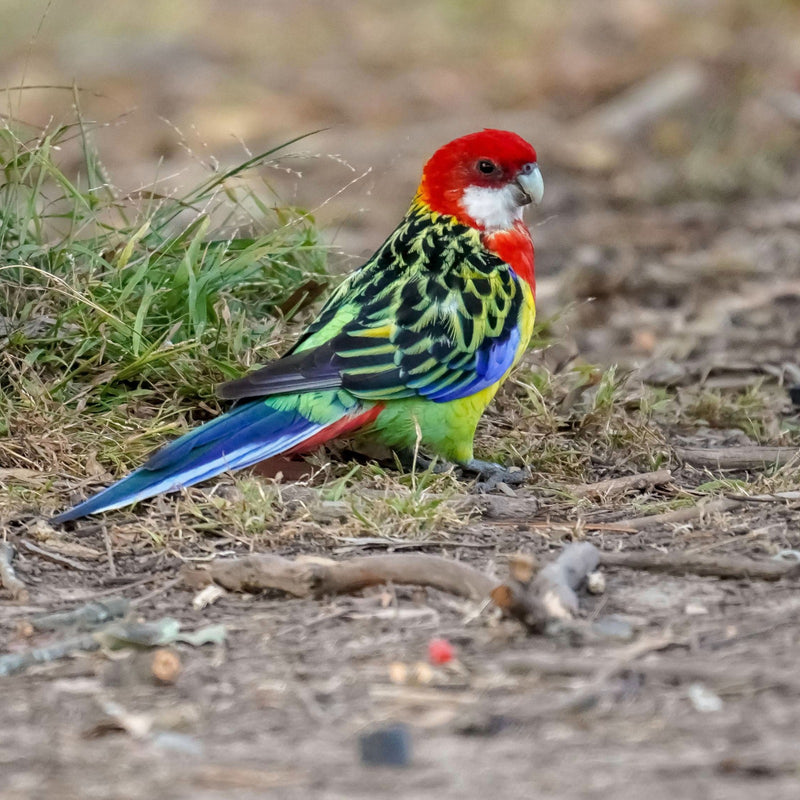 Eastern rosella foraging on the ground, what to feed a rosella diet guide