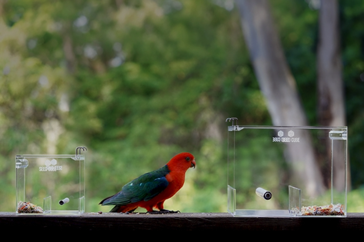 King parrot between a Small and Large Seed Cube feeder