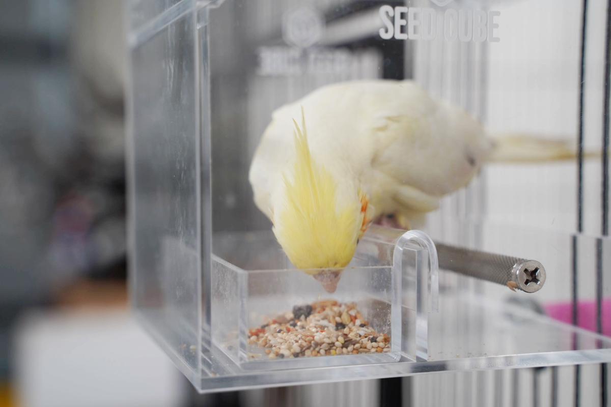 Cockatiel feeding happily inside a Seed Cube after a full transition
