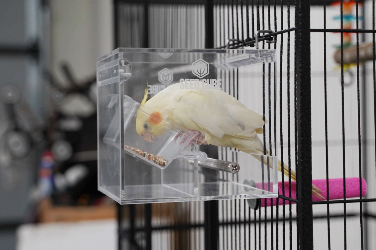 Cockatiel eating from a familiar bowl placed inside a Seed Cube during transition