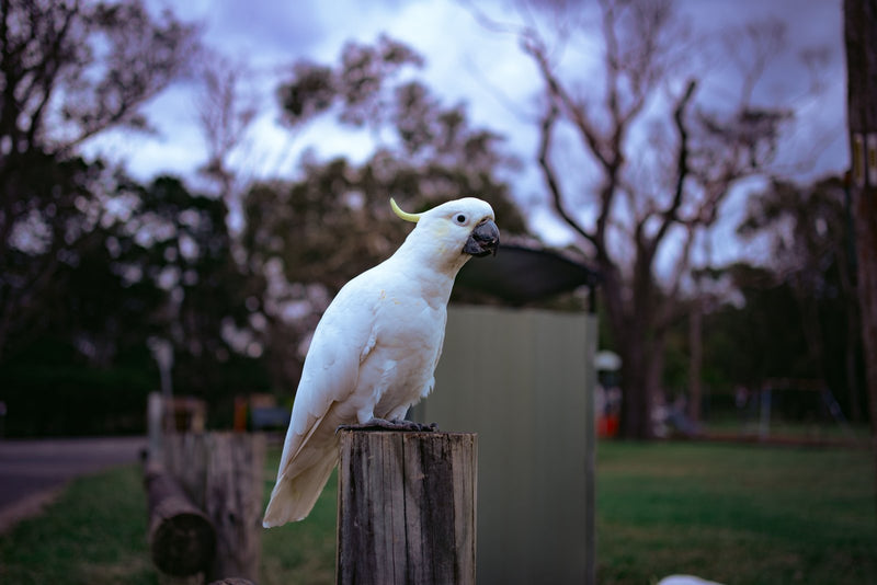 Sulphur-crested cockatoo perched on a post, a large parrot suited to the Seed Cube no-mess feeder
