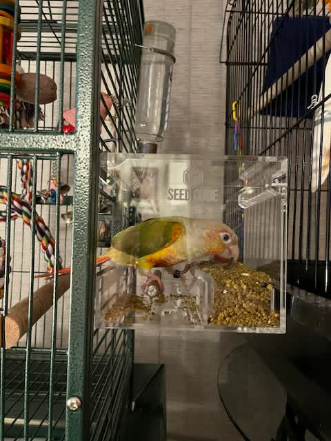 Customer bird using a Seed Cube