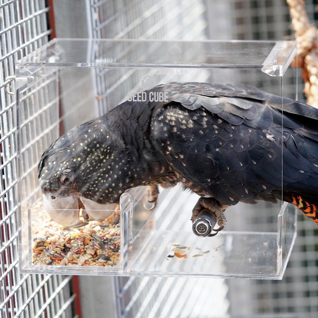 Trusted large bird feeder combo - Seed Cube
