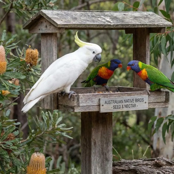 Wooden bird feeding table for Australian native birds with a sulphur-crested cockatoo and rainbow lorikeets