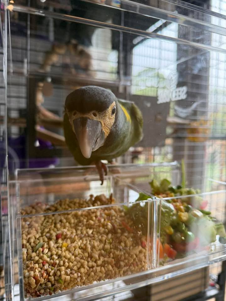 Customer bird using a Large Seed Cube